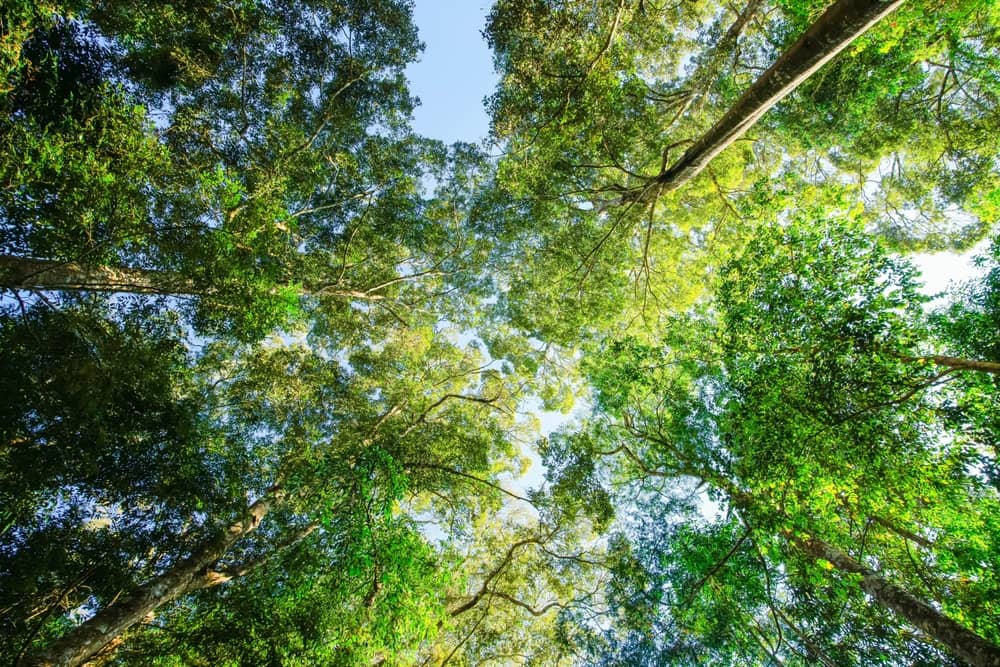 Anisuzzaman-Chowdhury-Environmental-Activism